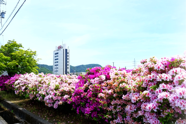 鯖江市の花　つつじ