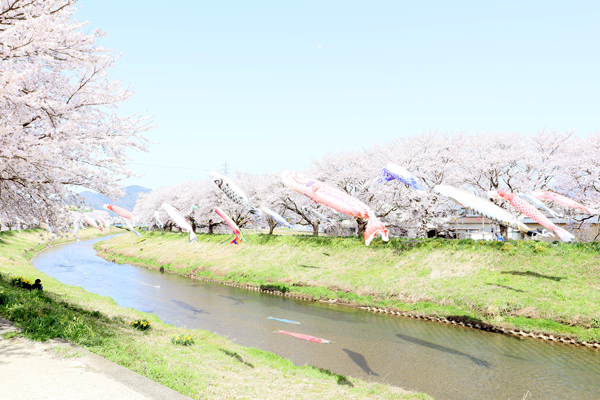 今が見ごろ　めがねのまち