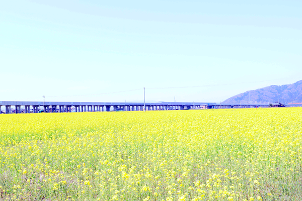 今が見ごろ　めがねのまち