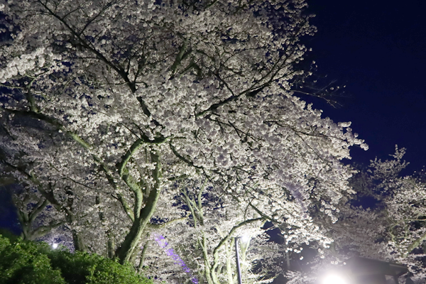 今が見ごろ　めがねのまち
