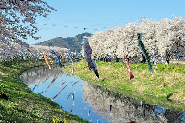 SAKURA RING プレゼント