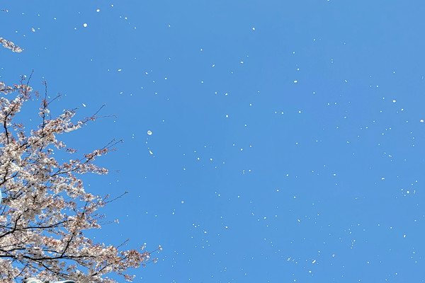 SAKURA RING プレゼント