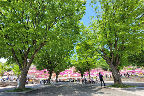 つつじが見ごろ