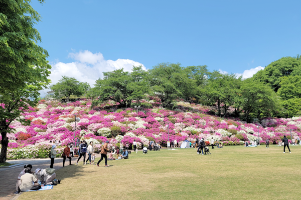 つつじが見ごろ