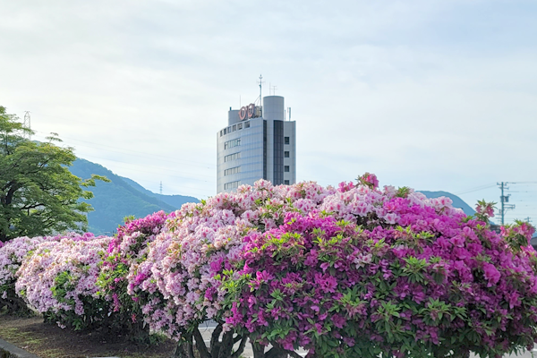 つつじが見ごろ