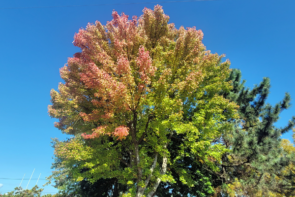 営業日のお知らせ