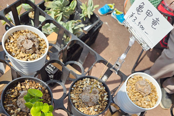 2024 福井 ボタニカルマルシェ